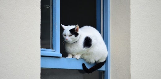 Os gatos e as janelas
