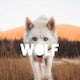 Wolf Footwear