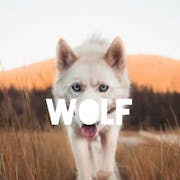 Wolf Footwear
