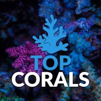Top Corals